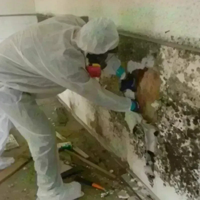 Mold Remediation and Removal in Greenville, TX